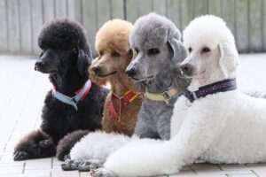 Standard Poodle 