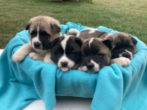 Akita puppies for sale