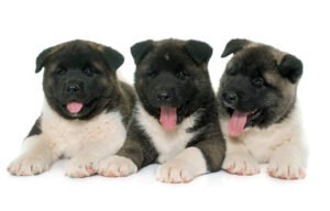 Akita puppies for sale