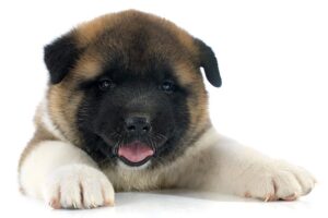 Akita puppy