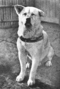 Akita history