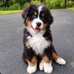 bernese mountain dog