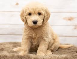 Goldendoodle puppies for sale
