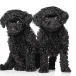 toy poodle puppies 