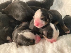 Dexter & Darcy Bernese Mountain Dog Puppies