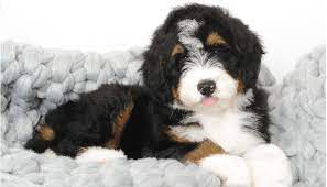 bernedoodle puppies for sale
