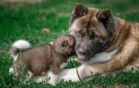 Akita puppy