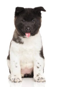 akita puppies for sale