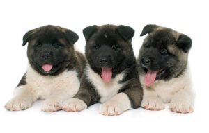 akita puppies for sale