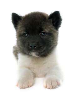 Akita puppy