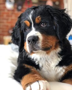 mini bernese mountain dog