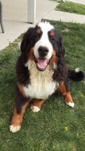 Bernese mountain dog litters
