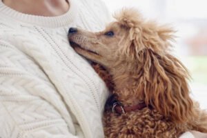 Poodle temperament