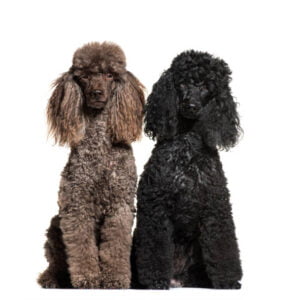 Adult Poodles for sale