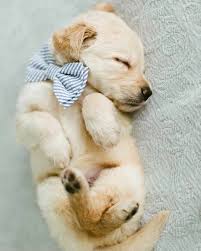 Golden Retriever puppy