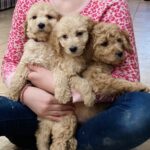 Goldendoodle puppies