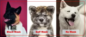 akita mask 
