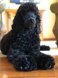 Black Poodle Color