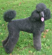 Blue Poodle Color