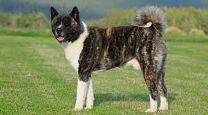 brindle akita