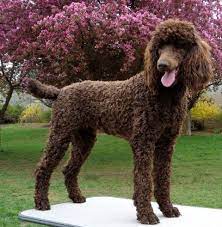 Brown Poodle Color