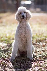 Cream Poodle Color