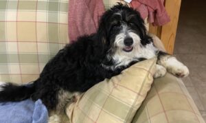 Miniature Bernedoodle