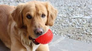 Golden Retriever personality