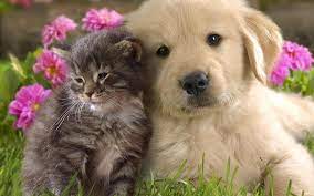 Golden Retriever socialization