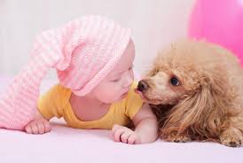 Toy Poodle puppies 