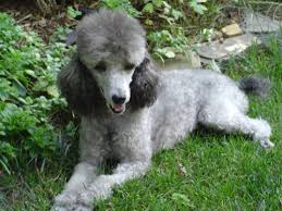 Silver Poodle Color