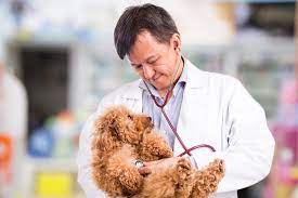 Standard Poodle health