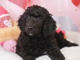Toy Poodle puppies 