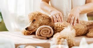 Toy Poodle puppies