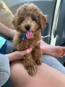 Toy Poodle