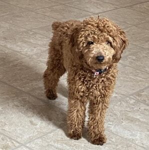 Red Poodle Color