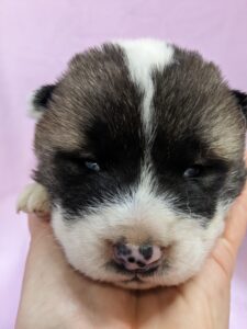 Akita blaze