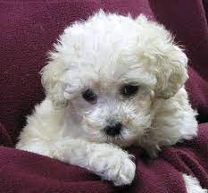 White Poodle Color