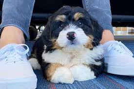 Mini Bernedoodle
