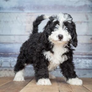 mini bernedoodle 