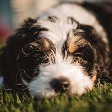 Mini Bernedoodle
