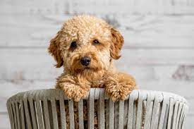 mini goldendoodles