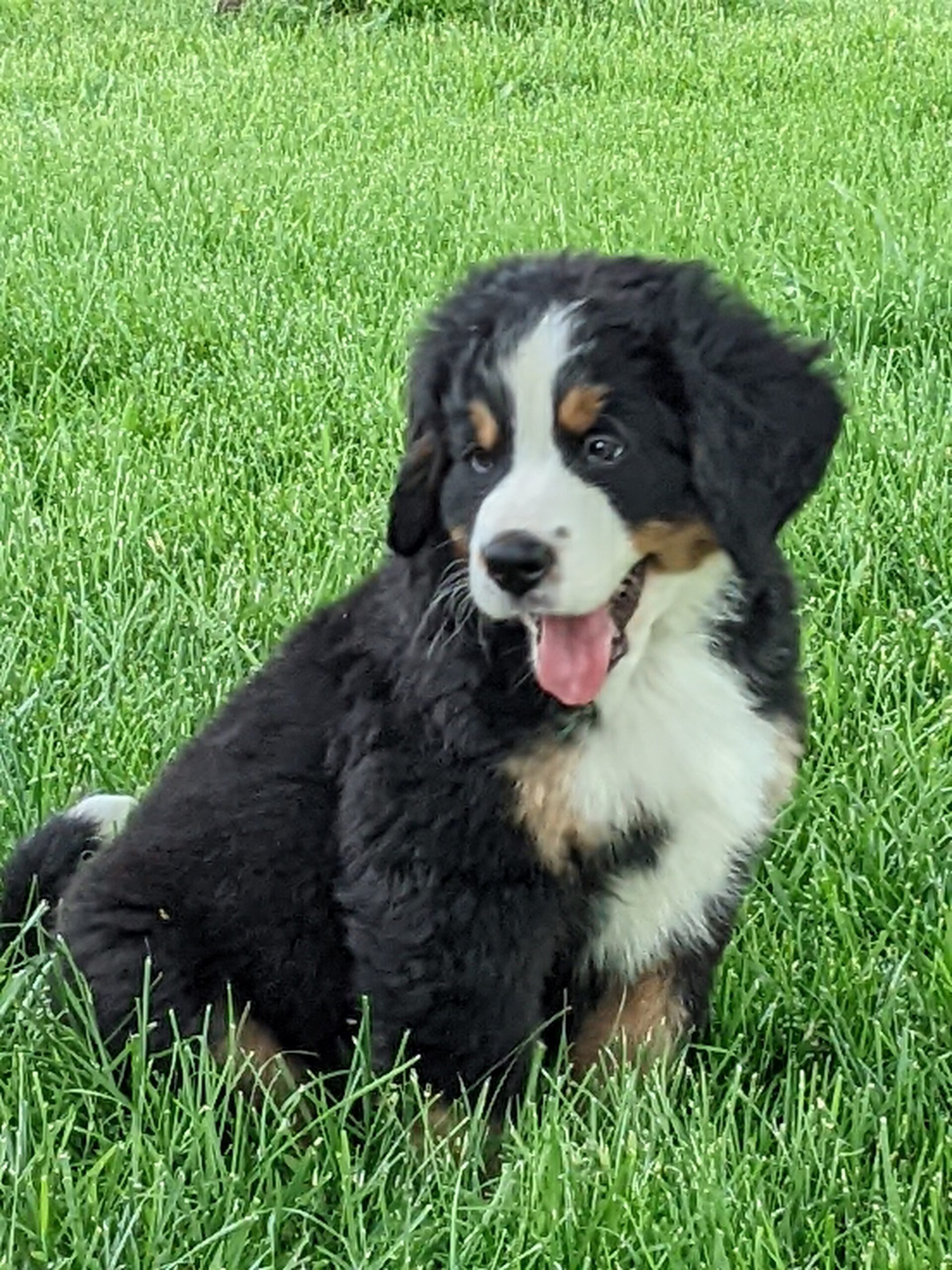 Home Awesome Paws of Missouri