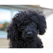 Miniature poodle puppies for sale