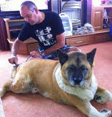 Akita grooming