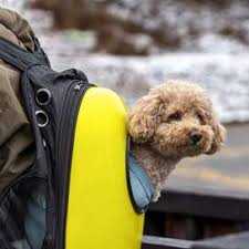 Mini Poodle Travel
