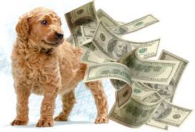 Mini Poodle price