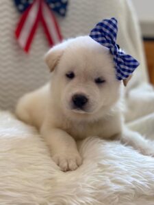 White Akita