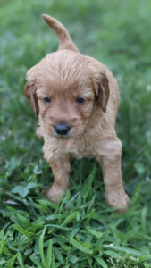 goldendoodle puppies foer sale