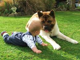 Akita puppy
